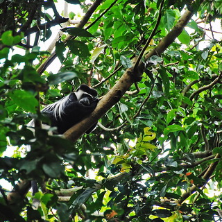 Entebbe - Black & white colobus monkey